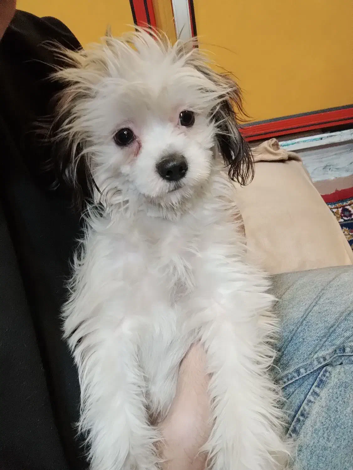 توله شیتزو 8ماهه|سگ|پاکدشت, پاکدشت (مامازند)|دیوار