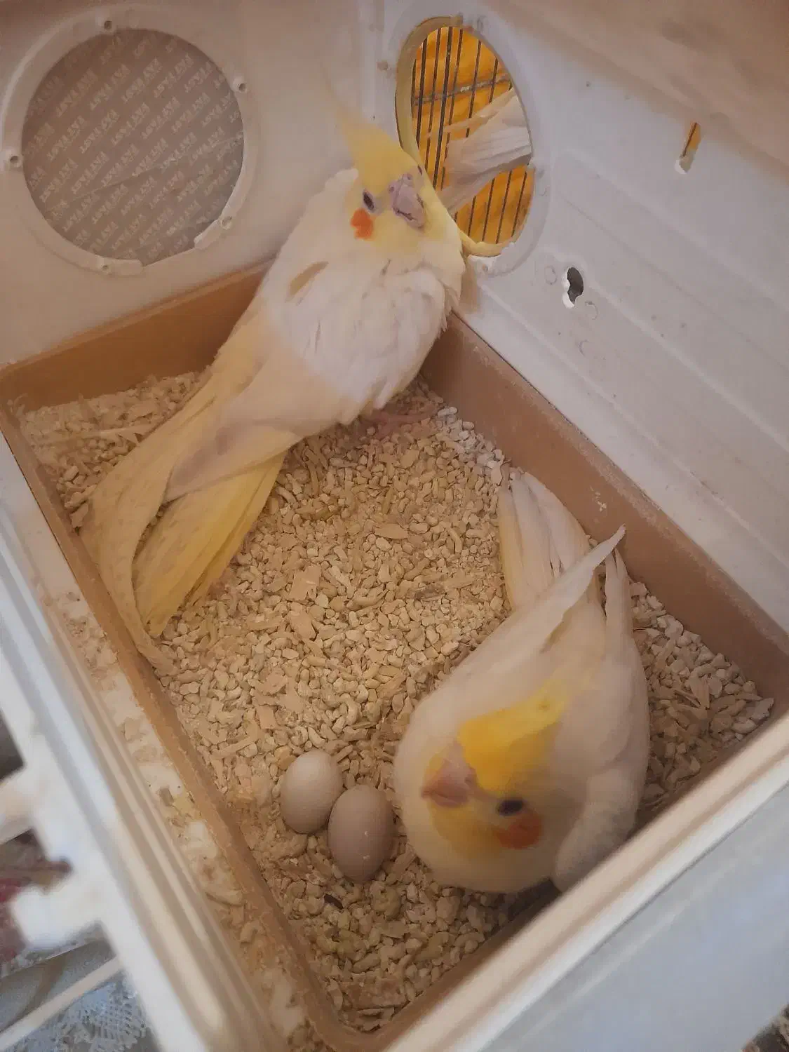 جفت عروس هلندی فول مولد|پرنده|اهواز, پردیس|دیوار