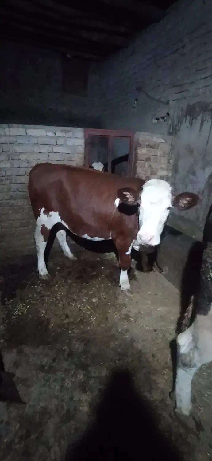 گاو|حیوانات مزرعه|دهگلان, |دیوار