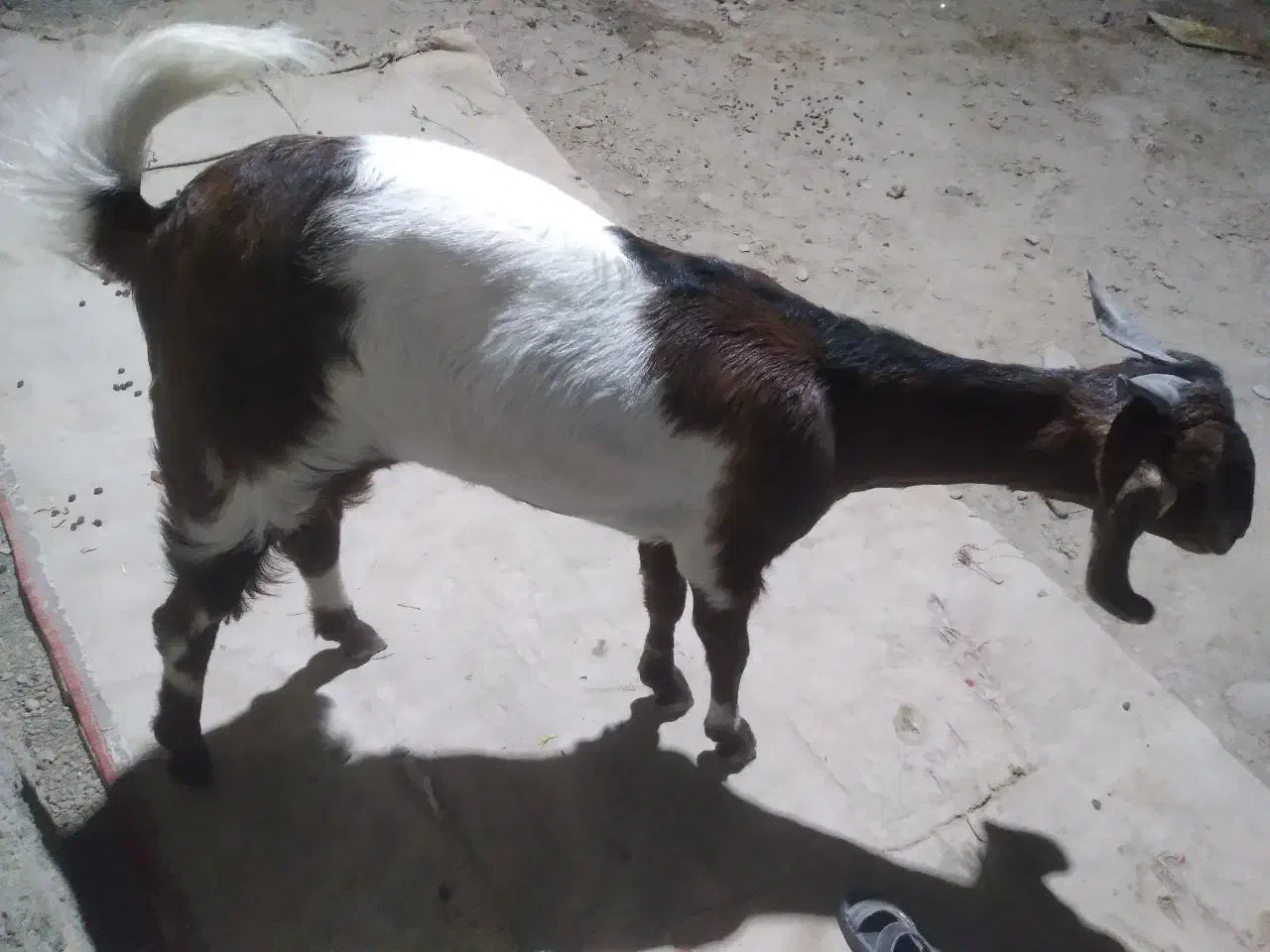 بز چاق وشیری|حیوانات مزرعه|بمپور, |دیوار