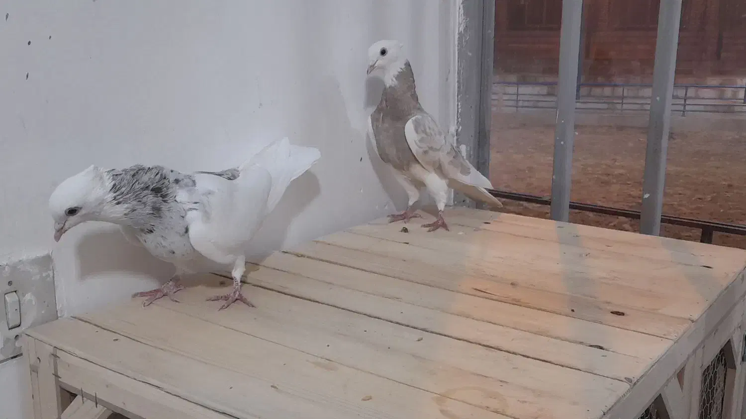 کبوتر شازده هما سرور|پرنده|برخوار, |دیوار