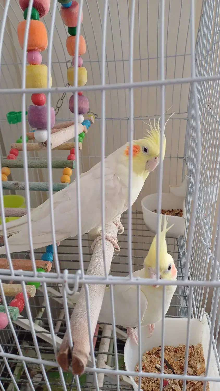 عروس هلندی با کلیه وسایل|پرنده|گلبهار, شهر جدید گلبهار|دیوار