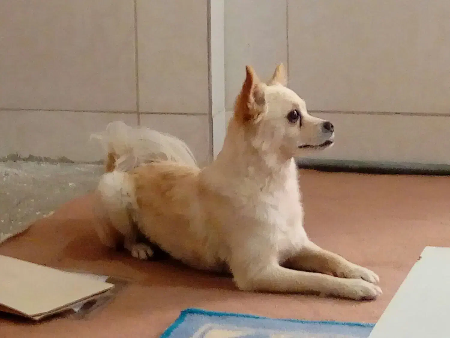 سگ گم شده|حیوانات|شهرکرد, |دیوار