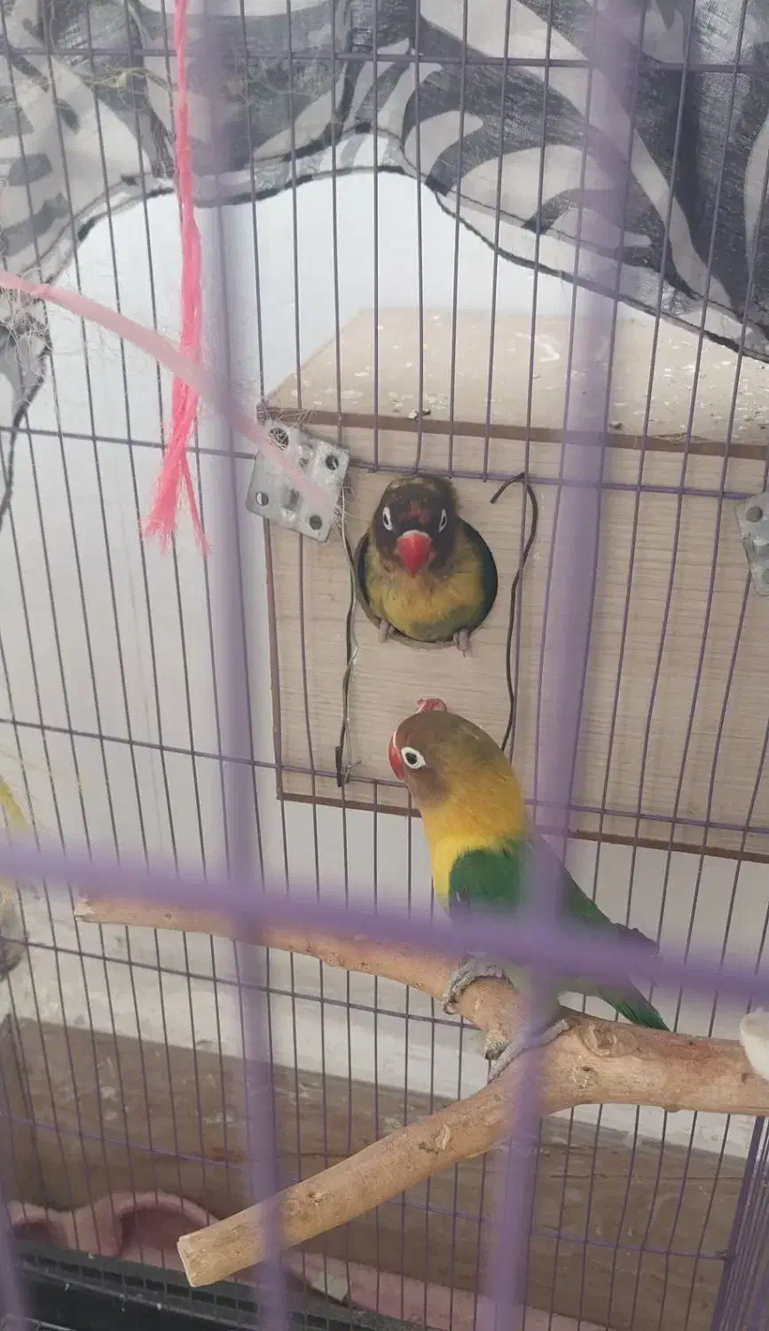 طوطی برزیلی|پرنده|ری, صالح آباد جنوبی (باغ رضوان)|دیوار