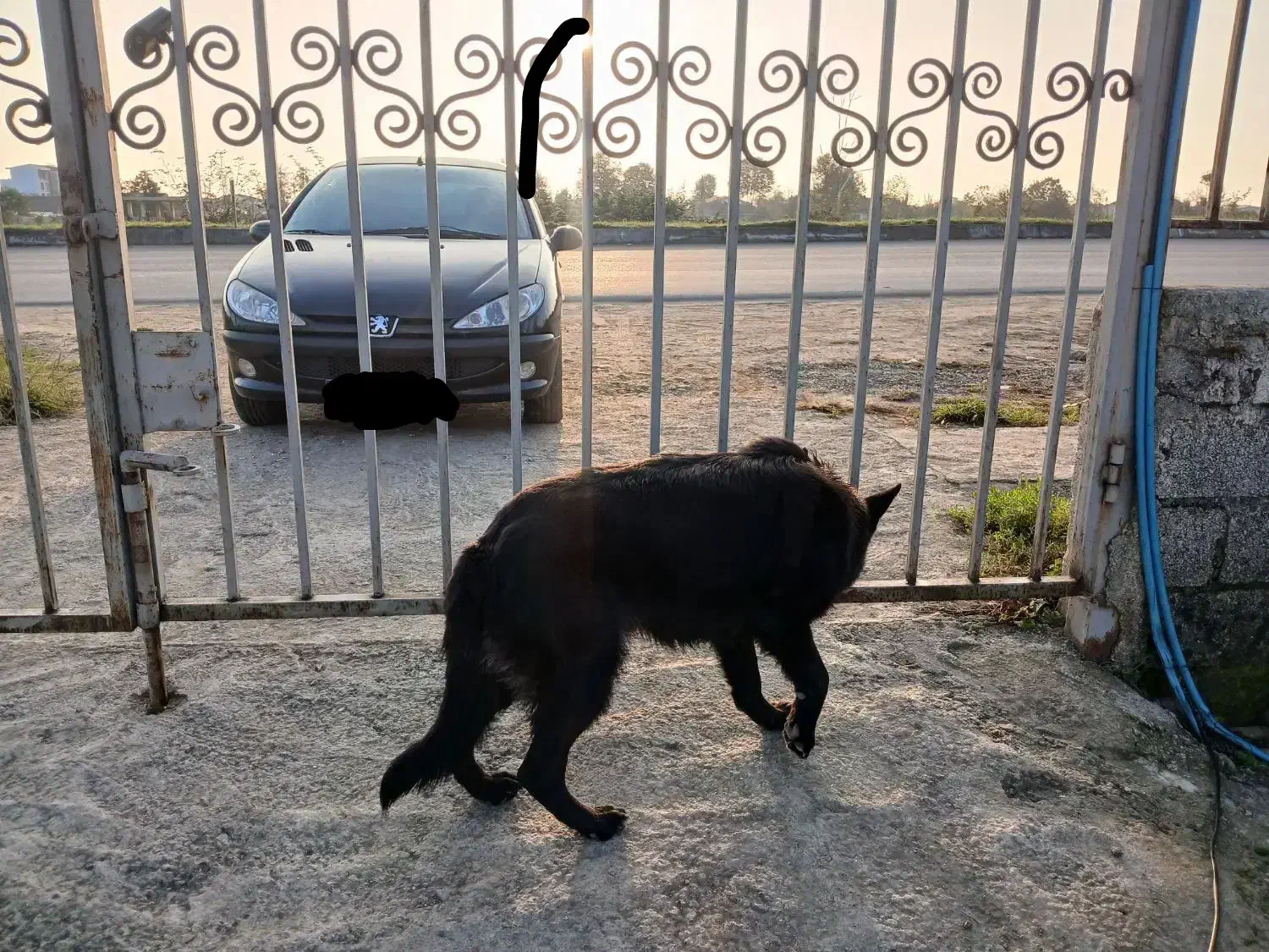 سگ ژرمن بلک ماده اصیل|سگ|پرهسر, |دیوار