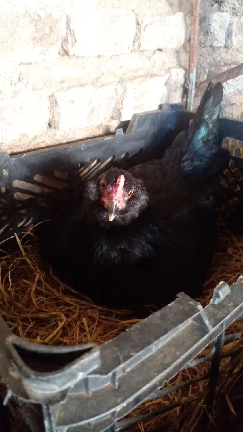 جوجه نژاد گلین|حیوانات مزرعه|نکا, |دیوار