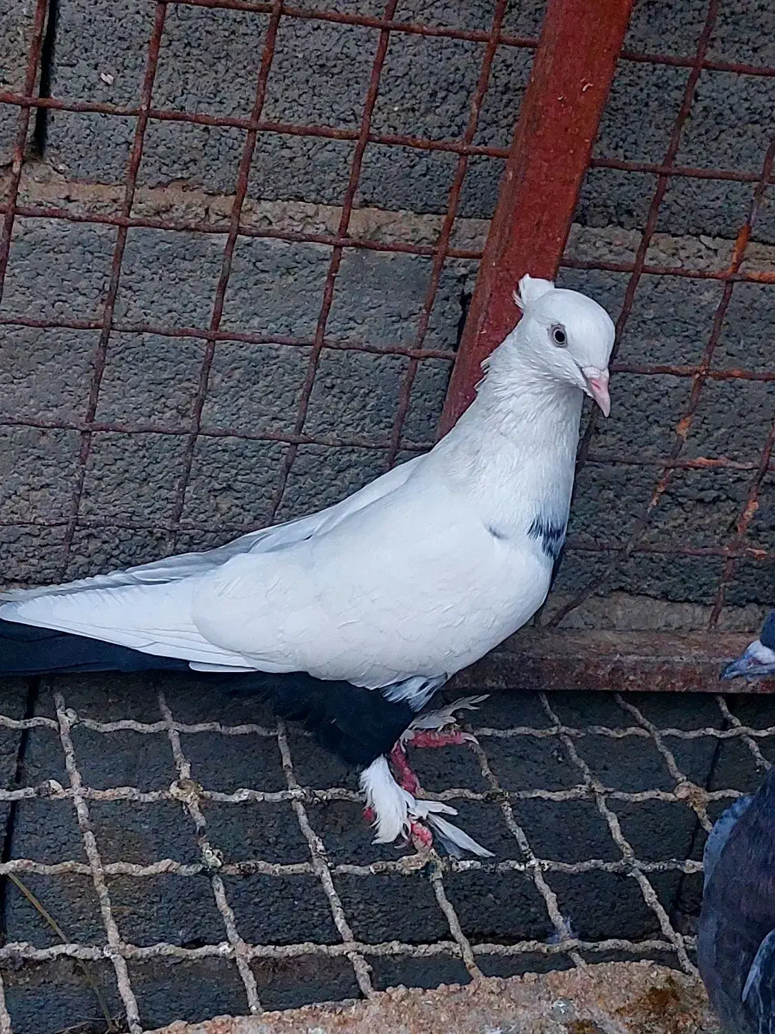 تعداد کبوتر روهمی ...قیمت مناسب|پرنده|بافق, |دیوار