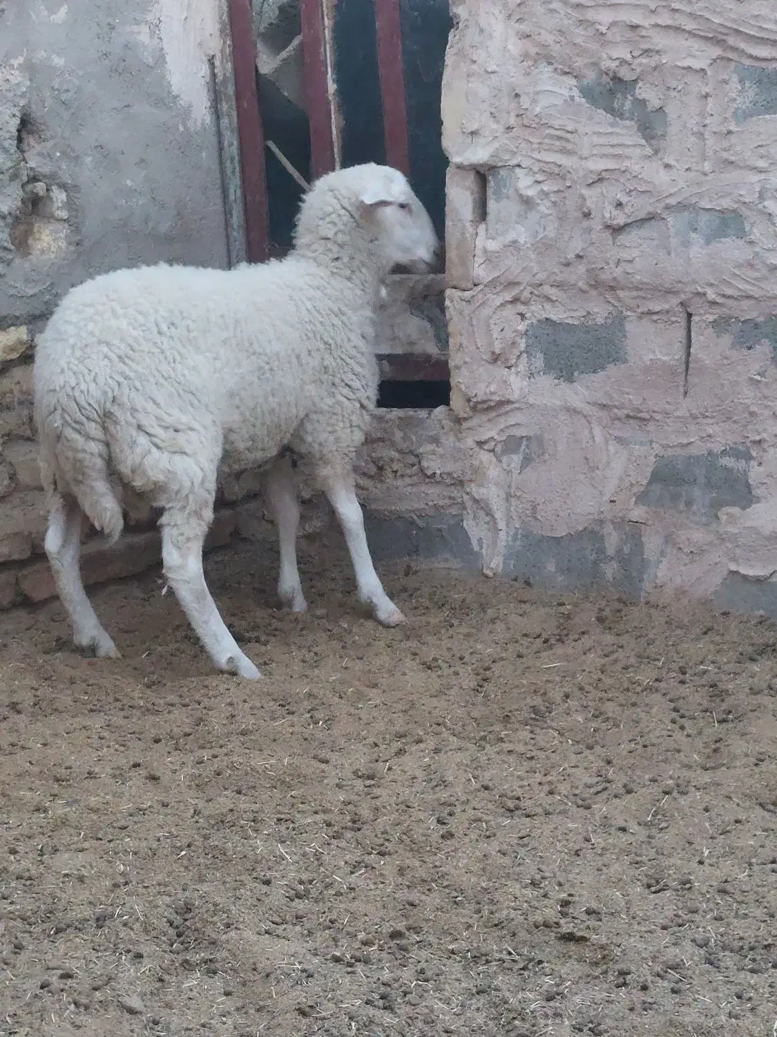 بره لاکن ماده بافق|حیوانات مزرعه|یزد, |دیوار