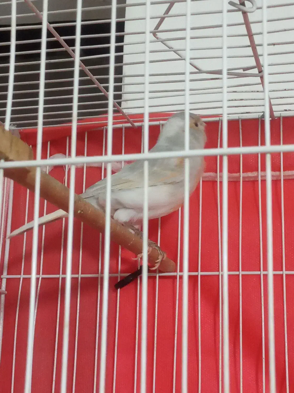 قناری سیلور نقرهای سفید|پرنده|مشهد, شهید معقول|دیوار