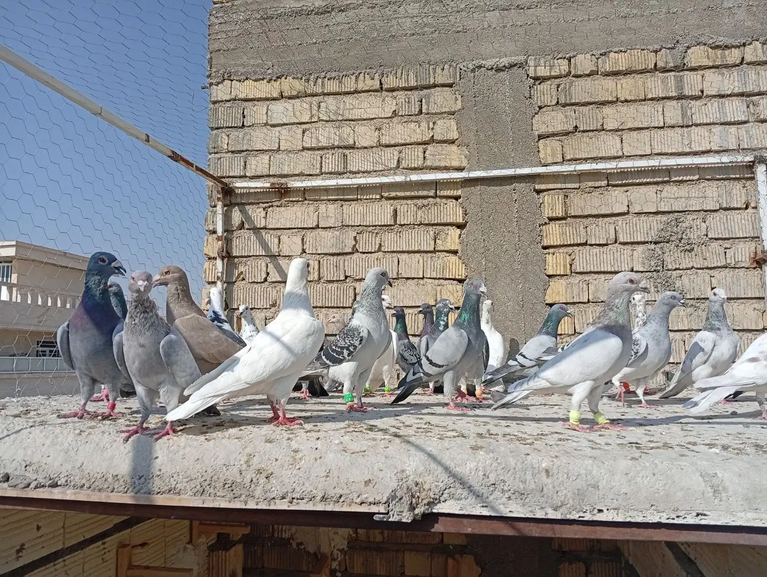 کبوتر|پرنده|شیراز, کرونی(خاتونک)|دیوار