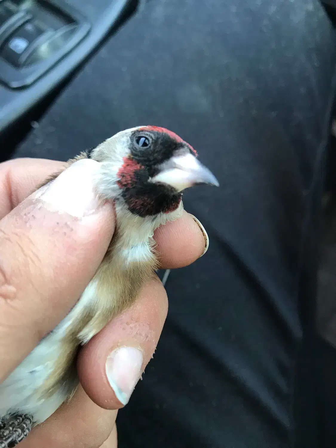 نشان دار لکو پیس سیاه سهره|پرنده|اردبیل, |دیوار