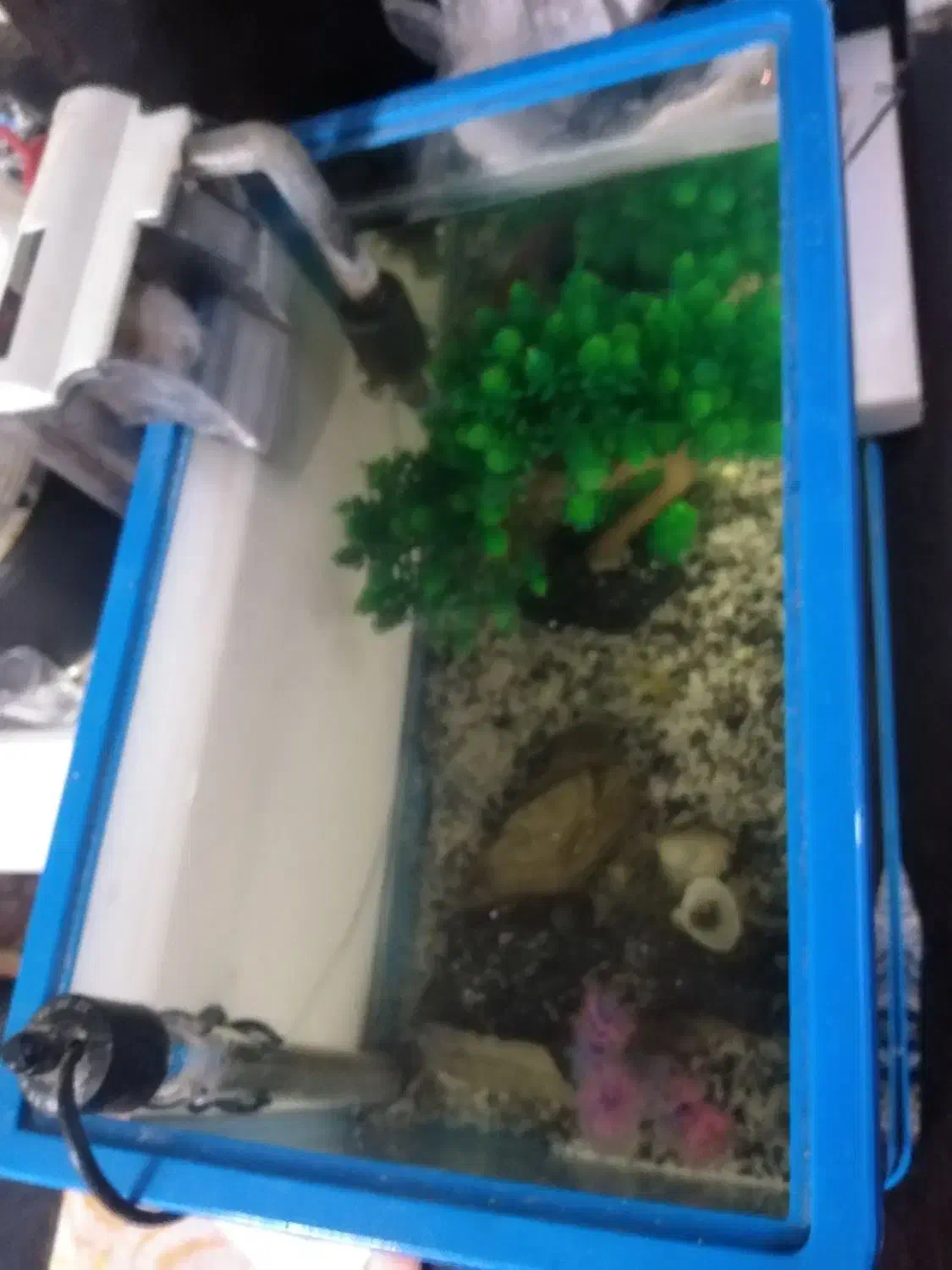 آکواریوم|ماهی|مشهد, محمدآباد|دیوار