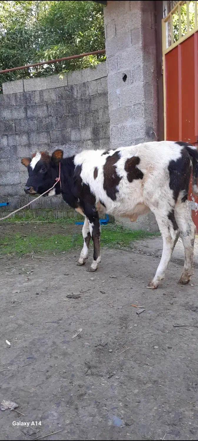 سه راس گوساله ماده لیشه گاو|حیوانات مزرعه|رشت, پل تالشان|دیوار