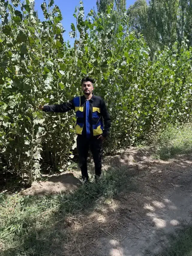 ارائه نهال صنوبر یکساله و دوساله ۲ متری|خدمات باغبانی و درختکاری|تایباد, |دیوار
