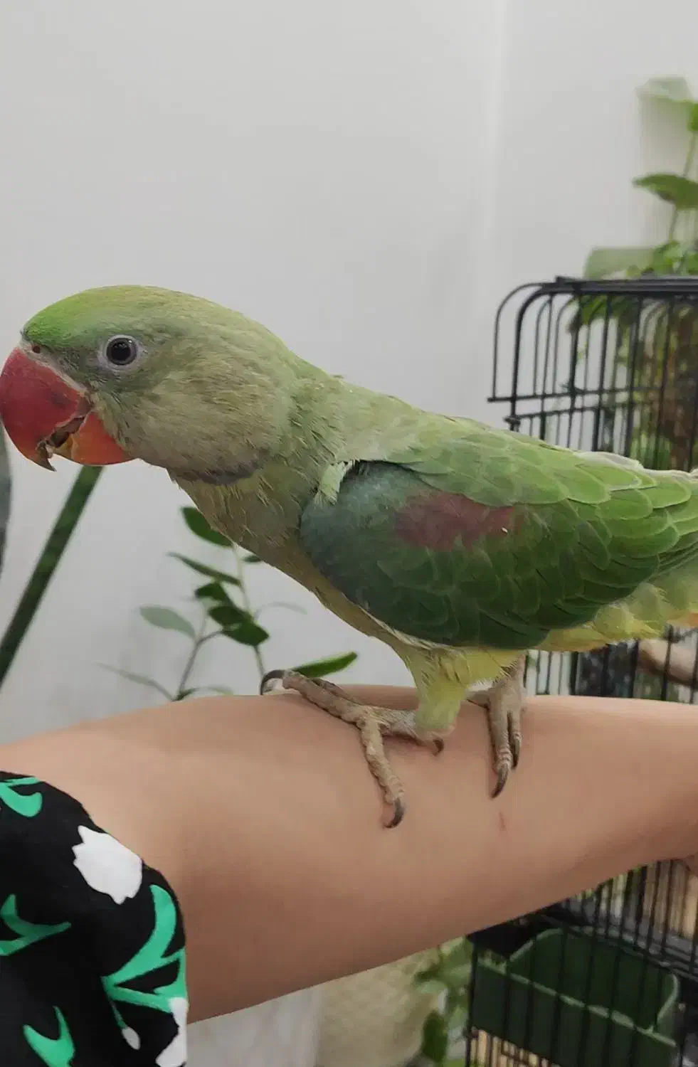 دنیز شاه طوطی سخنگو|پرنده|آمل, |دیوار