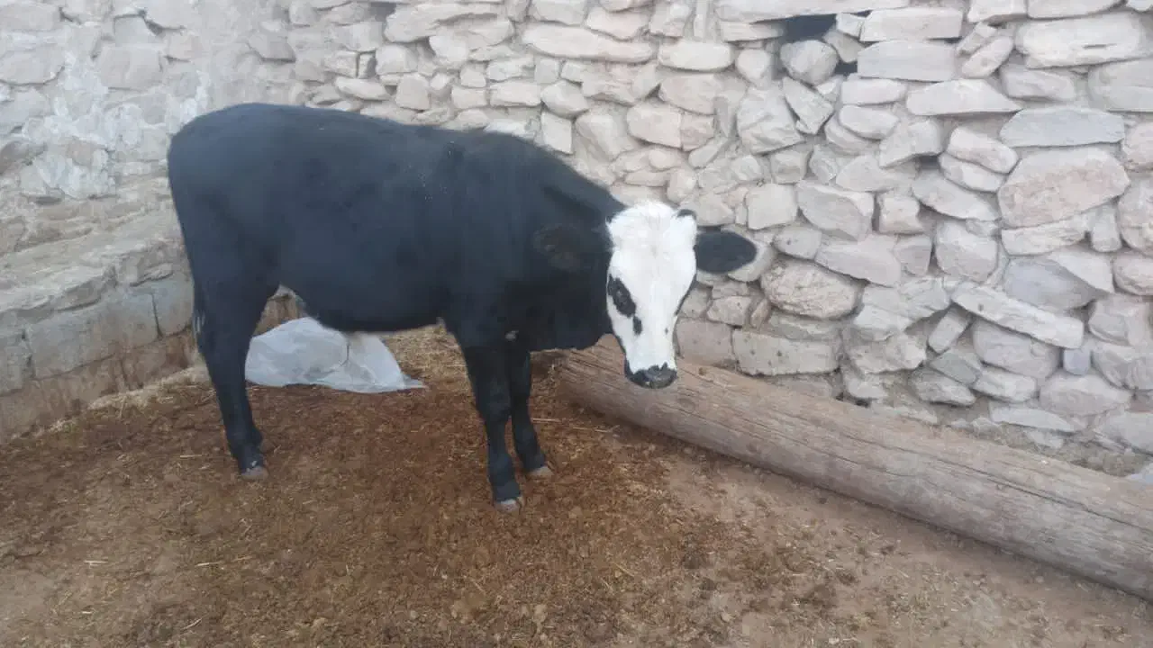 گاو و گوساله نر|حیوانات مزرعه|دهدشت, |دیوار