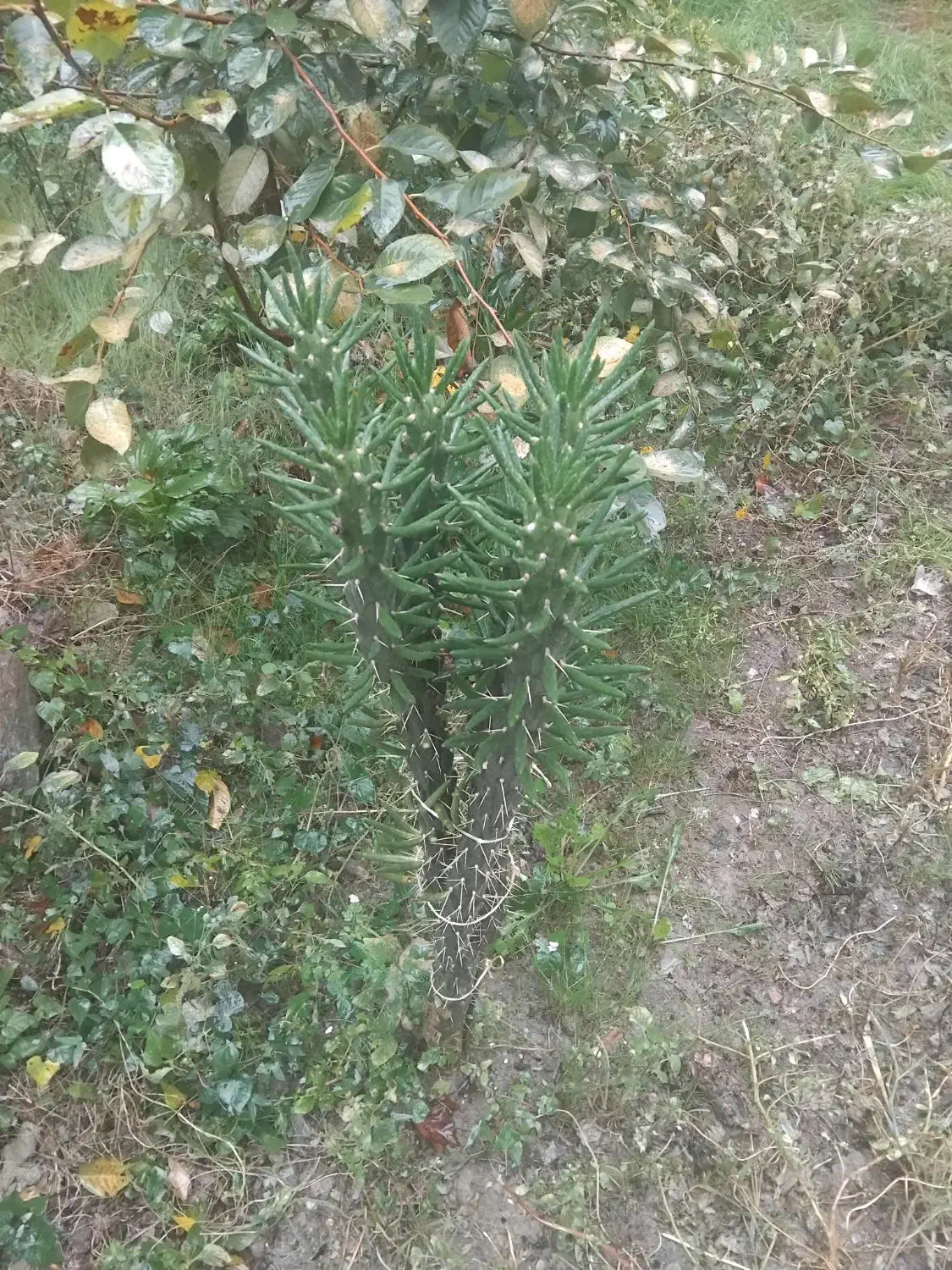 گل کاکتوس|گل و گیاه طبیعی|کردکوی, |دیوار