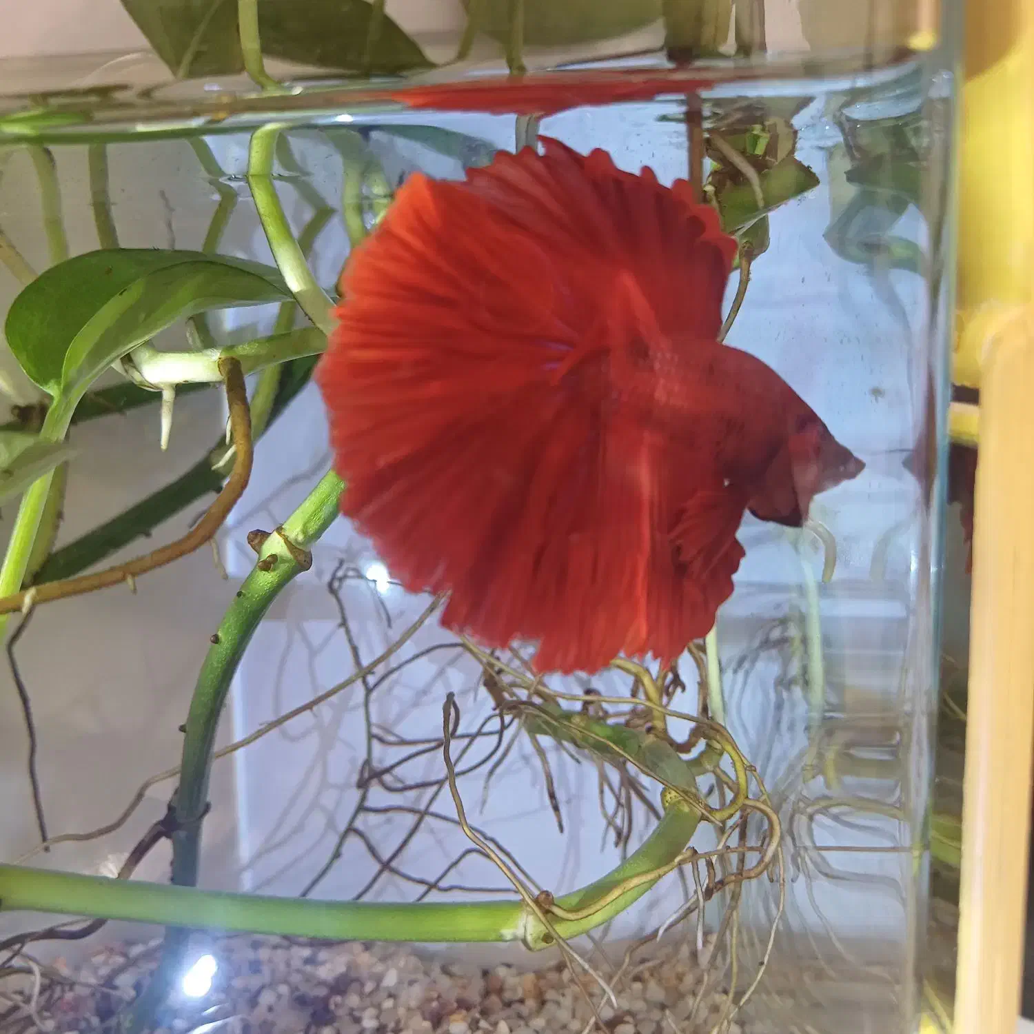 فایتر هافمون تایلندی|ماهی|فردیس, شهرک راه آهن|دیوار