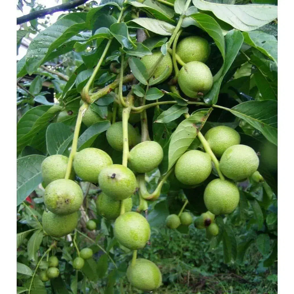 نهال گردو فقط و فقط ۸۰هزارتومن در غرب نهال|خدمات باغبانی و درختکاری|تنکابن, |دیوار