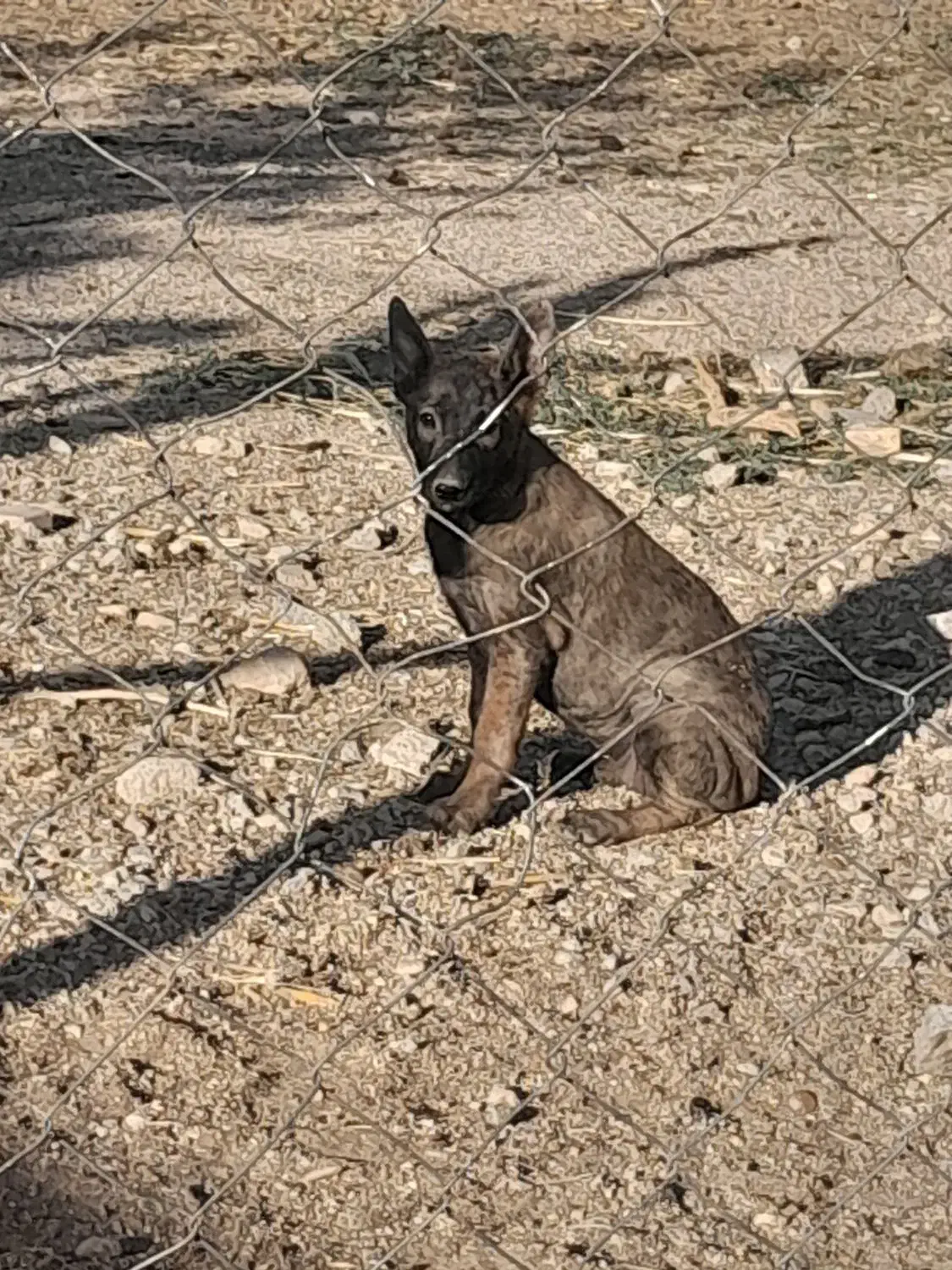 مالینویز|سگ|صدرا-فارس, فاز ۱|دیوار