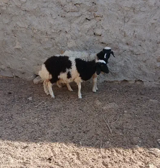 بره ماده جمولی (سیاه ۶۵۰۰)..سفید ۷میلیون|حیوانات مزرعه|قشم, |دیوار