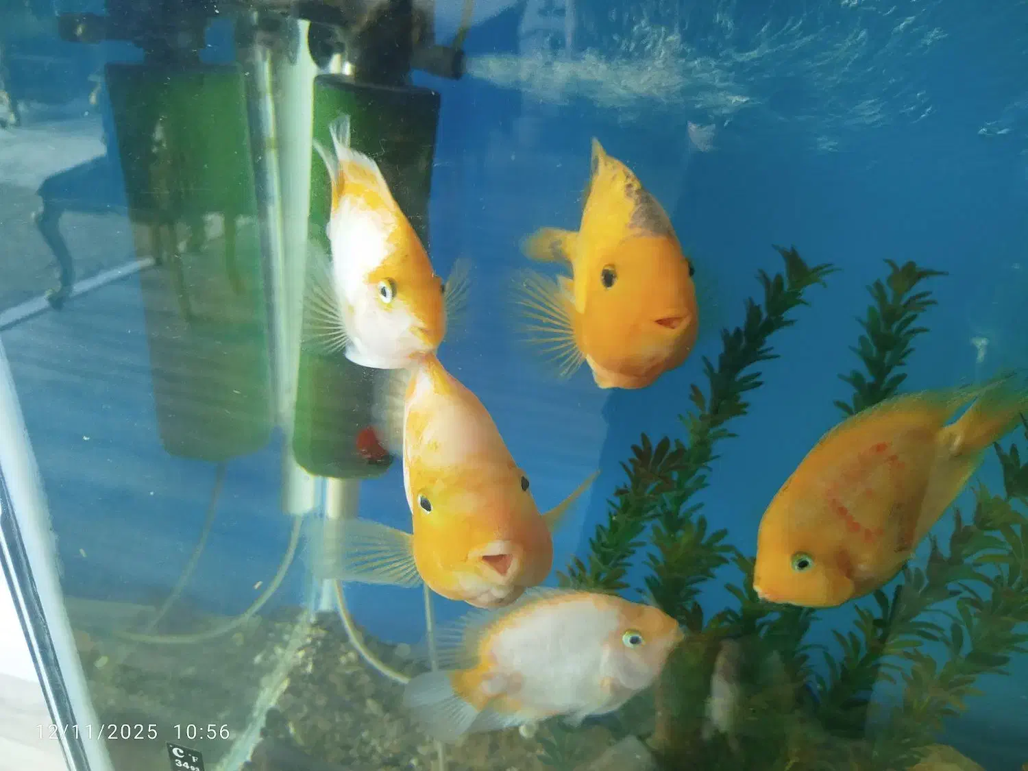 ماهی پرت 3عدد سانتا 2عدد کینگ|ماهی|فردیس, شهرک ناز|دیوار