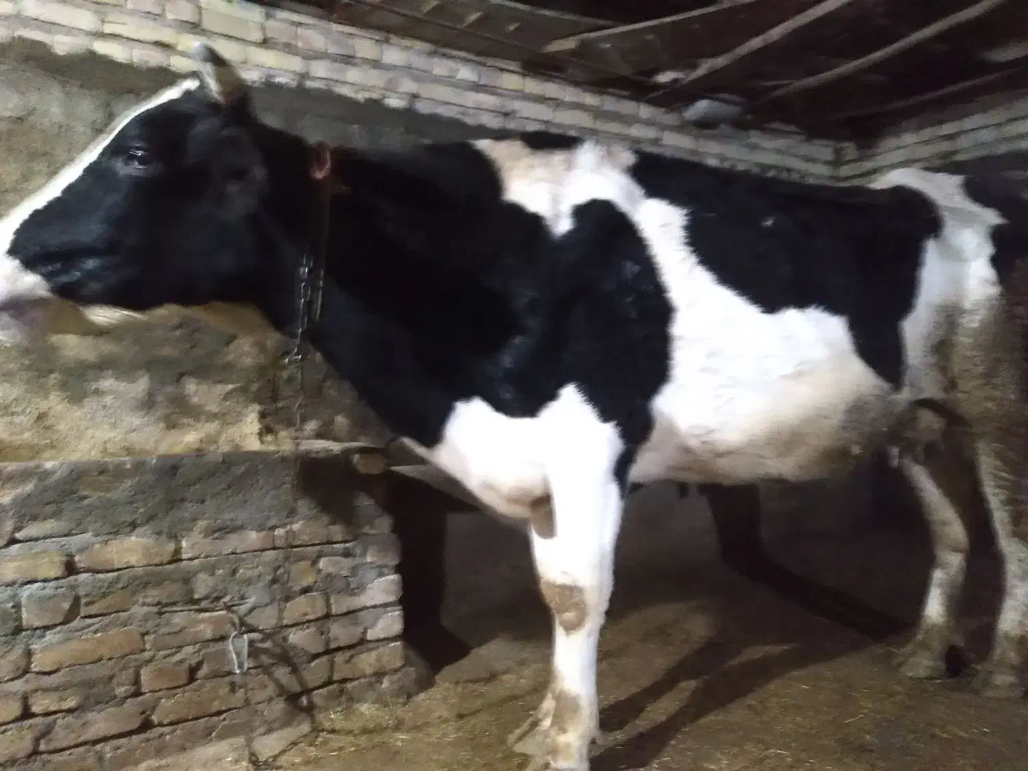 گاو|حیوانات مزرعه|بزینه رود, |دیوار