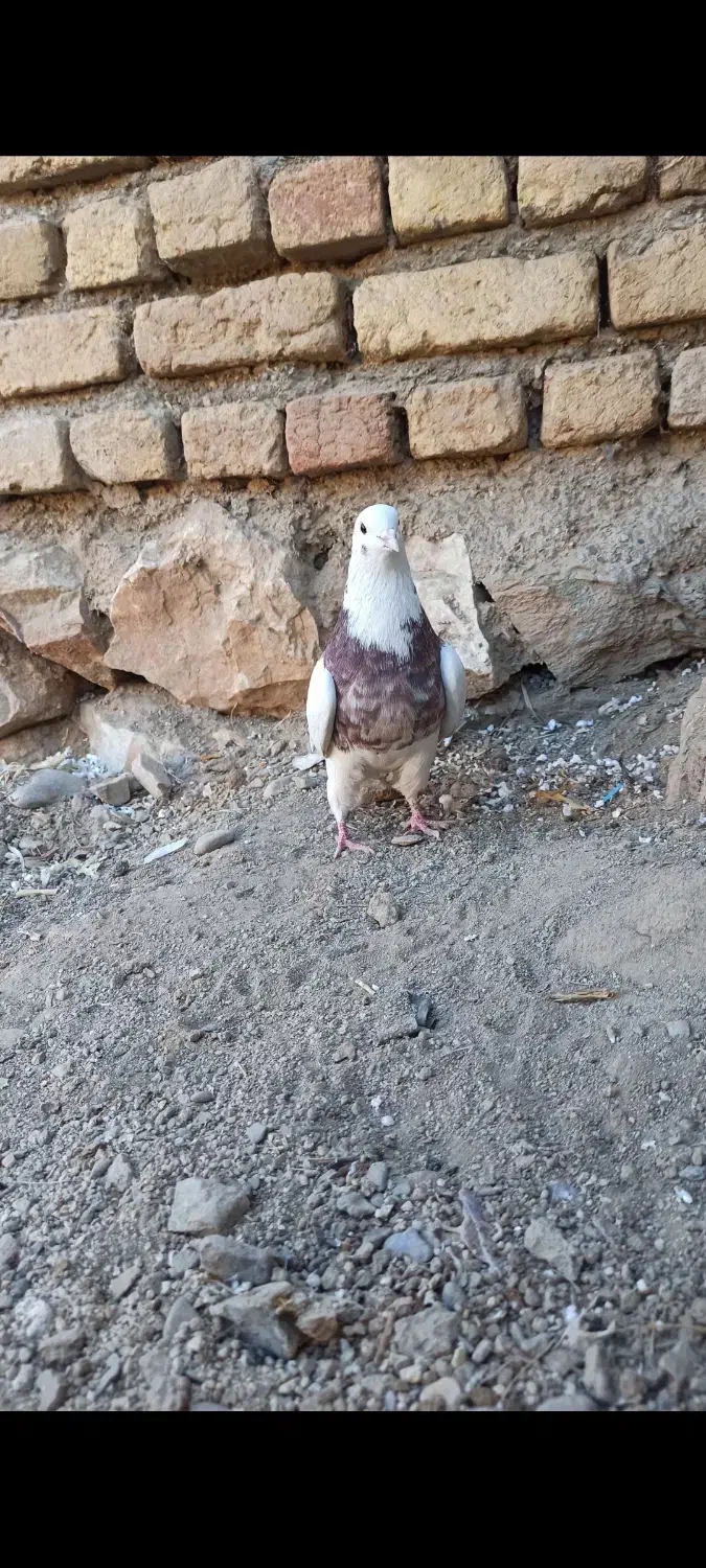 کبوتر طوقی|پرنده|ازنا, |دیوار
