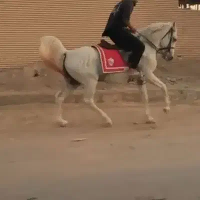 نریون کرد|اسب و تجهیزات اسب‌سواری|یزد, |دیوار