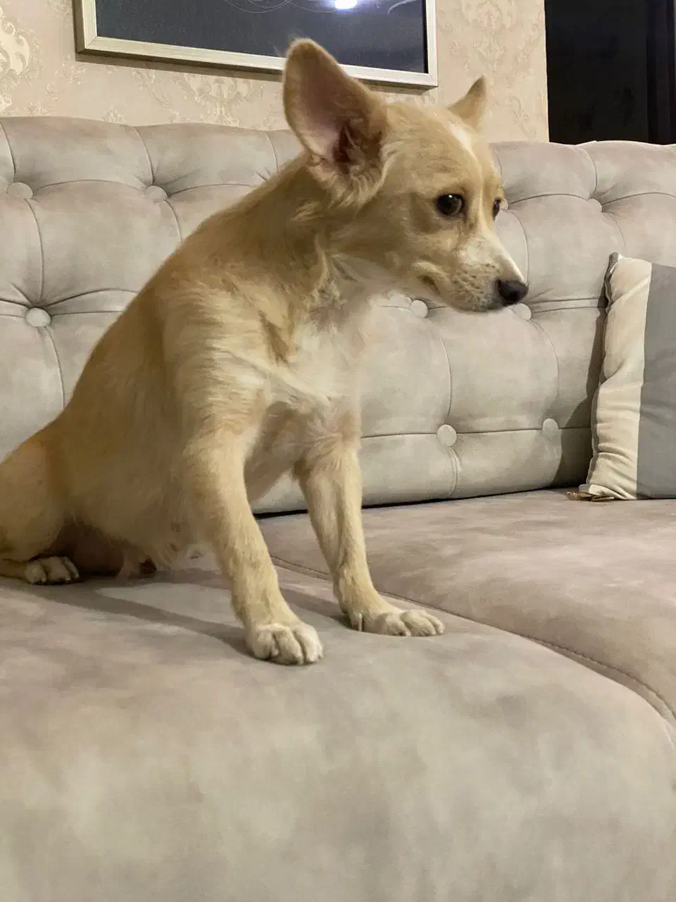 واگذاری سگ اشپیتز|سگ|قدس, شهر‌قدس|دیوار