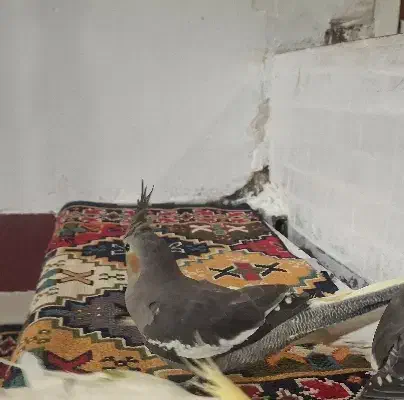 عروس هلندی|پرنده|کوهدشت, |دیوار