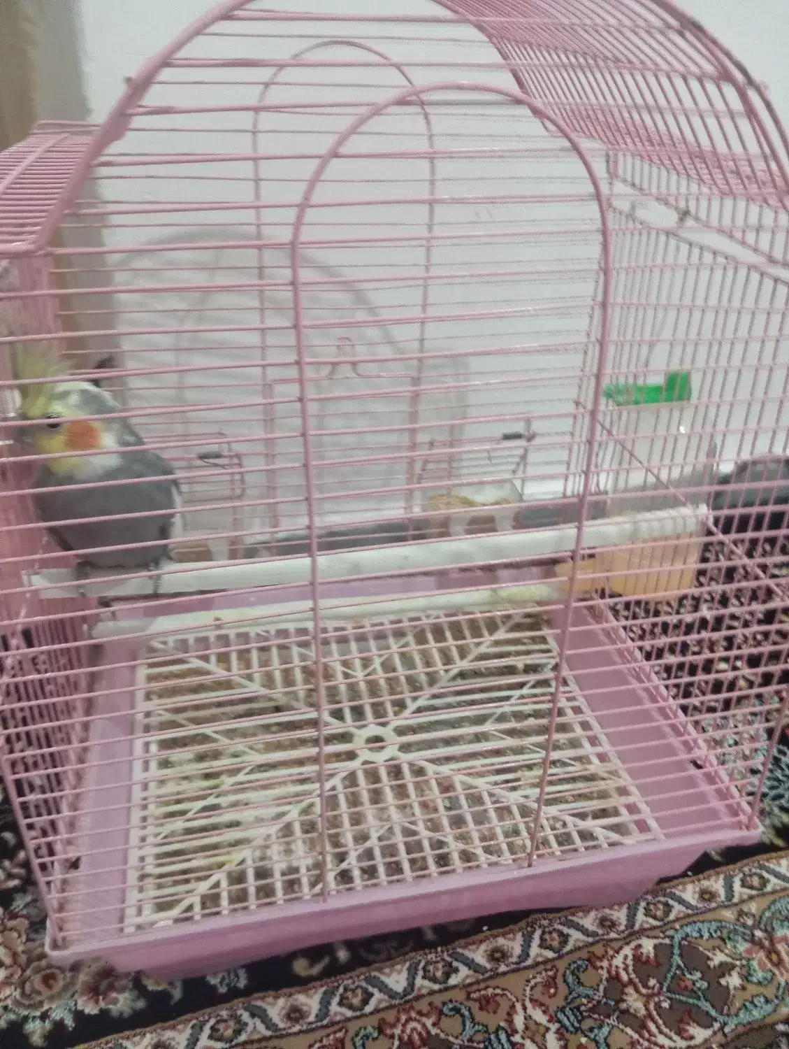 عروس هندی نر|پرنده|گرمی, |دیوار