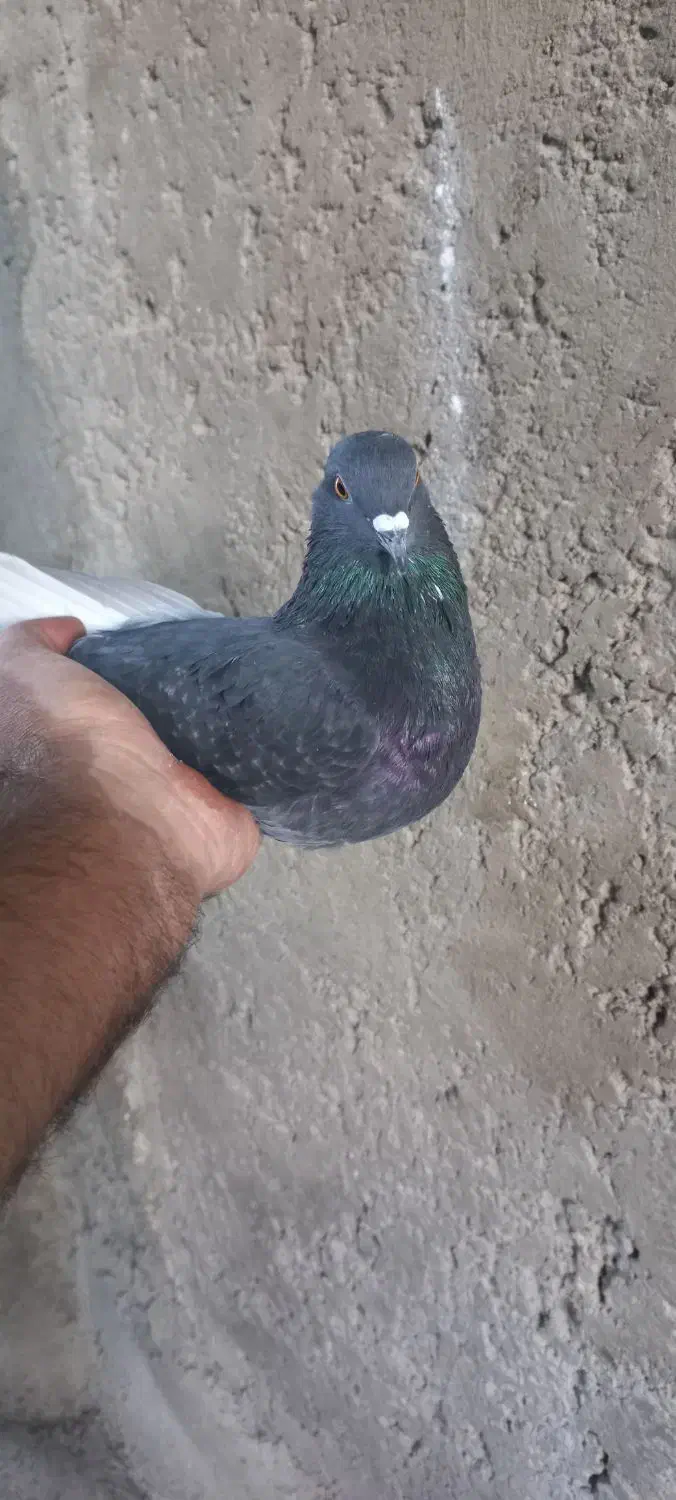 کبوتر سوسکی|پرنده|آذرشهر, |دیوار