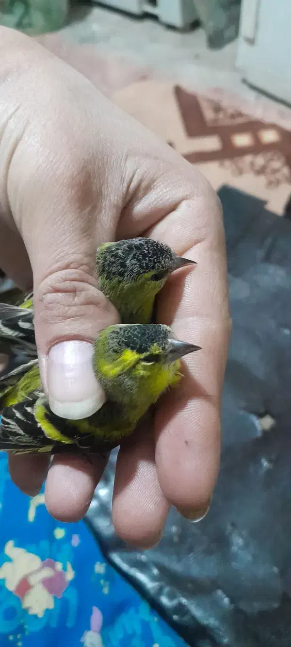 سهره زردوسهره اهوازی|پرنده|مشهد, نوید|دیوار