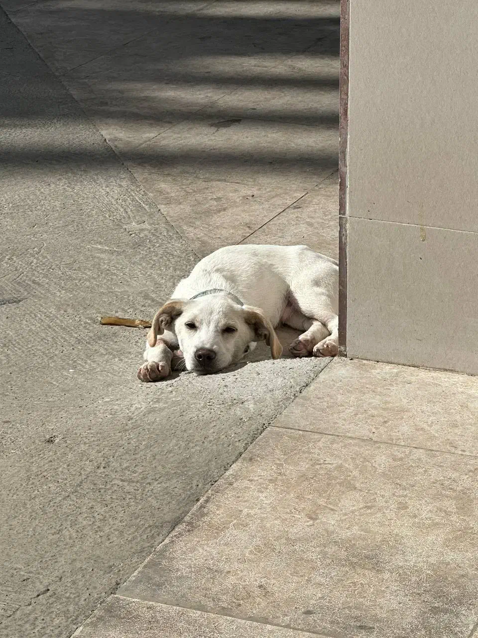 گمشده با مژدگانی زیاد|سگ|قائم‌شهر, |دیوار