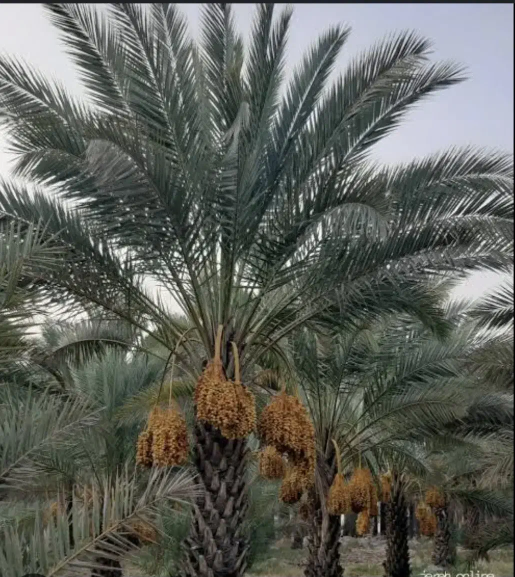 زمین ۳ هکتار نرسیده به پارک جنگلی|فروش دفتر صنعتی، کشاورزی، تجاری|چغادک, |دیوار