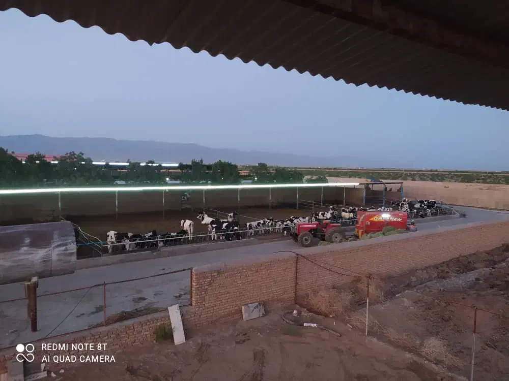 گاوداری و950راسی نیشابور|فروش دفتر صنعتی، کشاورزی، تجاری|نیشابور, ابراهیمی|دیوار