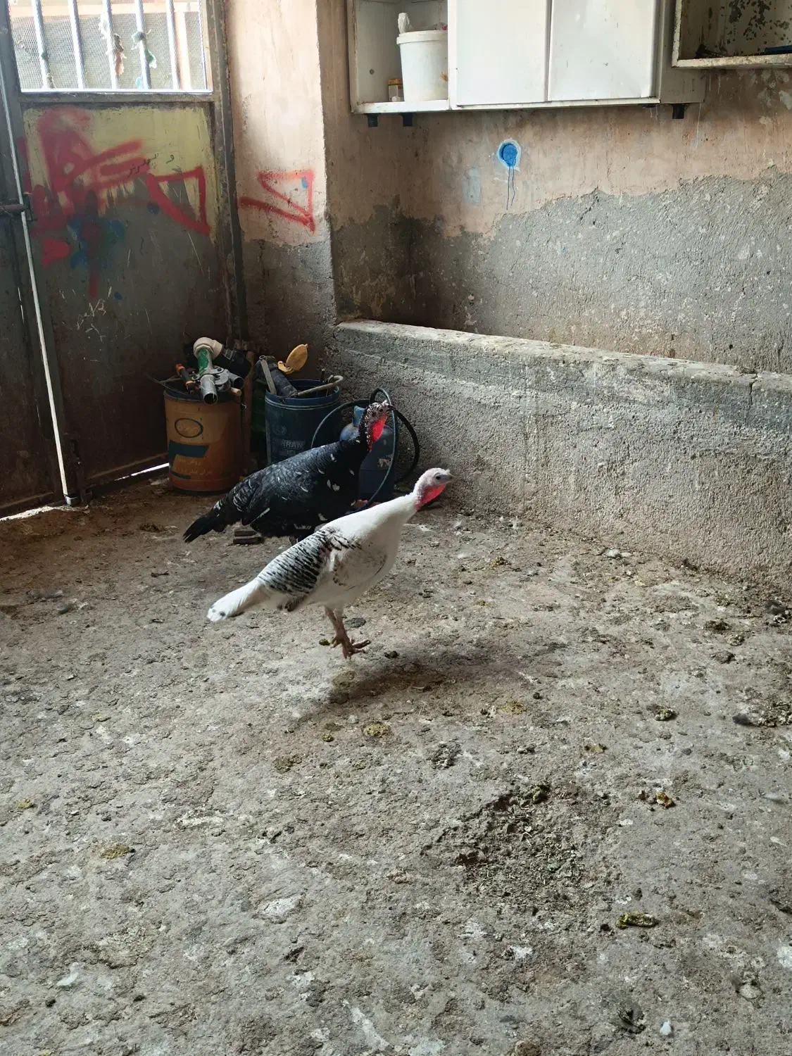 بوقلمون|حیوانات مزرعه|سرپل ذهاب, |دیوار