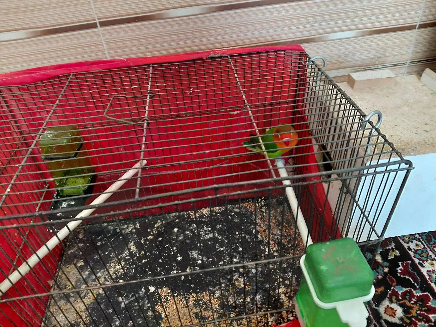 کوتوله نر|پرنده|درمیان, |دیوار