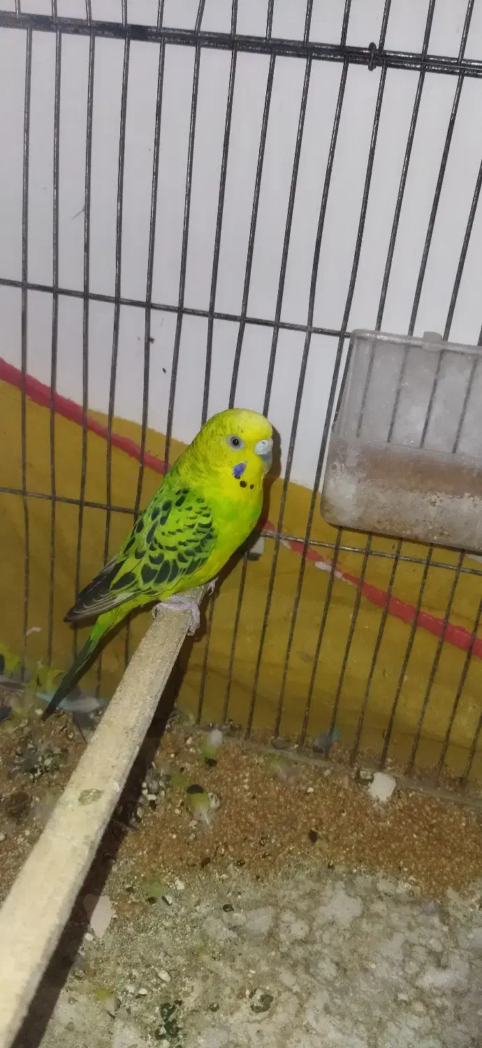 مرغ عشق خوب|پرنده|یاسوج, |دیوار