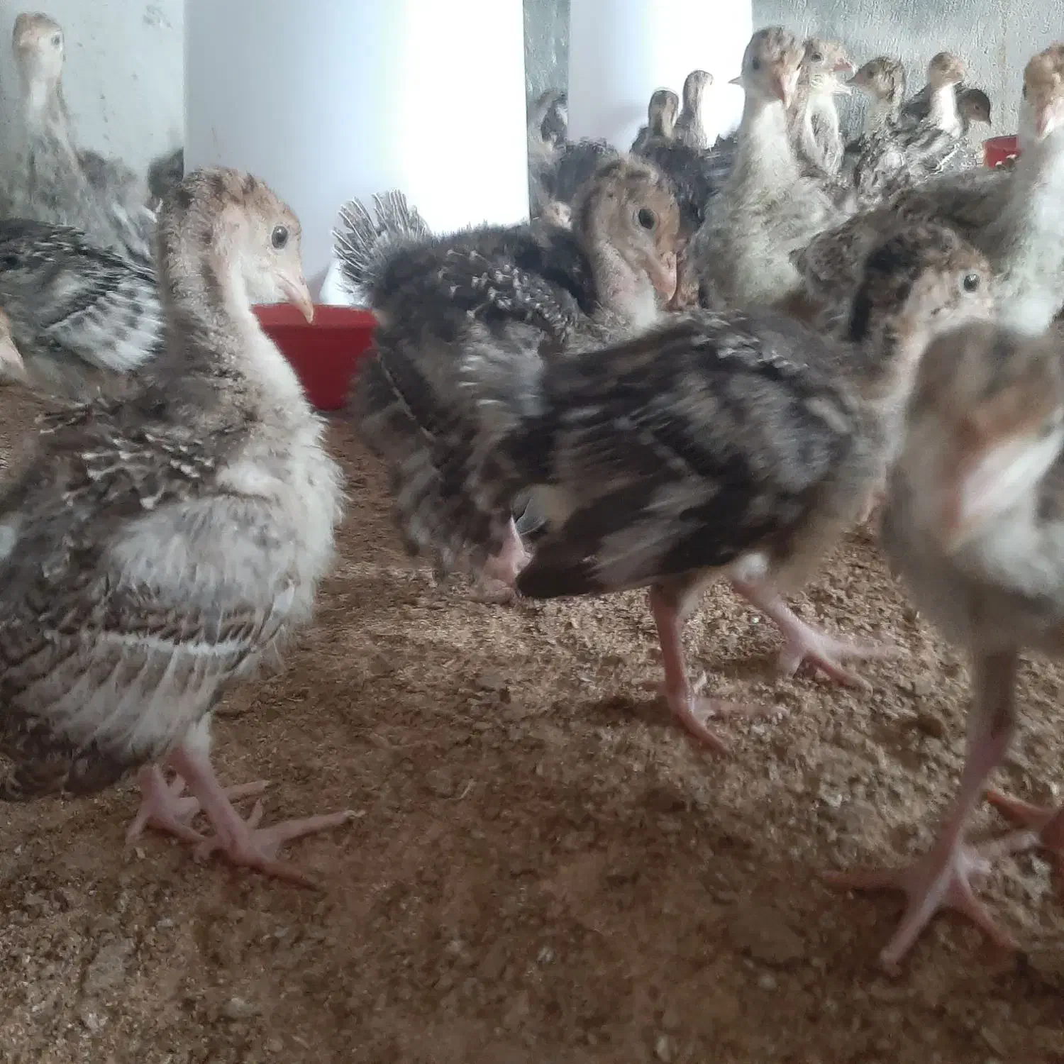 جوجه بوقلمون محلی|حیوانات مزرعه|سرپل ذهاب, |دیوار