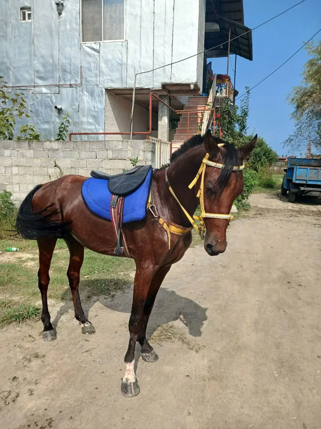 اسب ترکمن|اسب و تجهیزات اسبسواری|رشت, لاکان شهر|دیوار