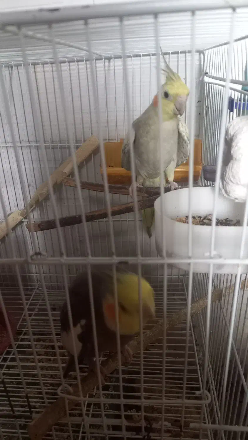 جفت عروس هلندی|پرنده|بردسکن, |دیوار