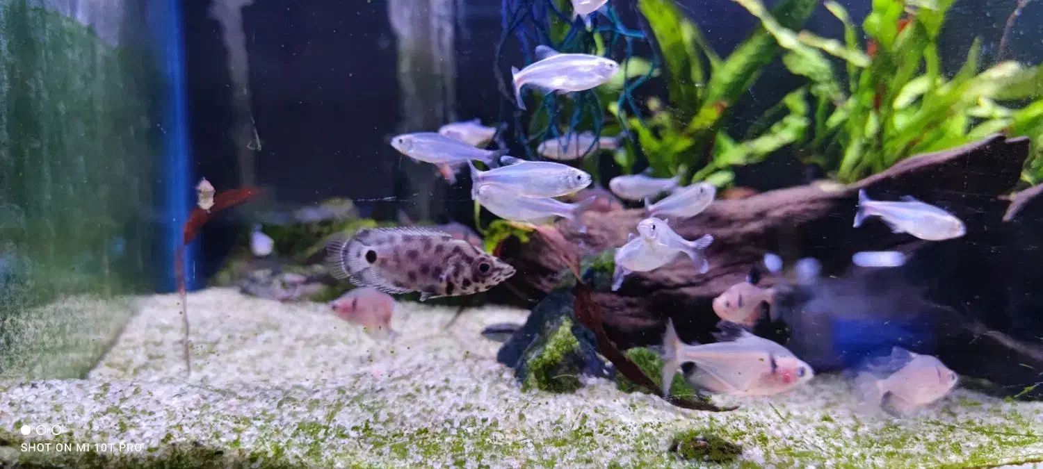 ماهی رنگی|ماهی|اهواز, پادادشهر|دیوار