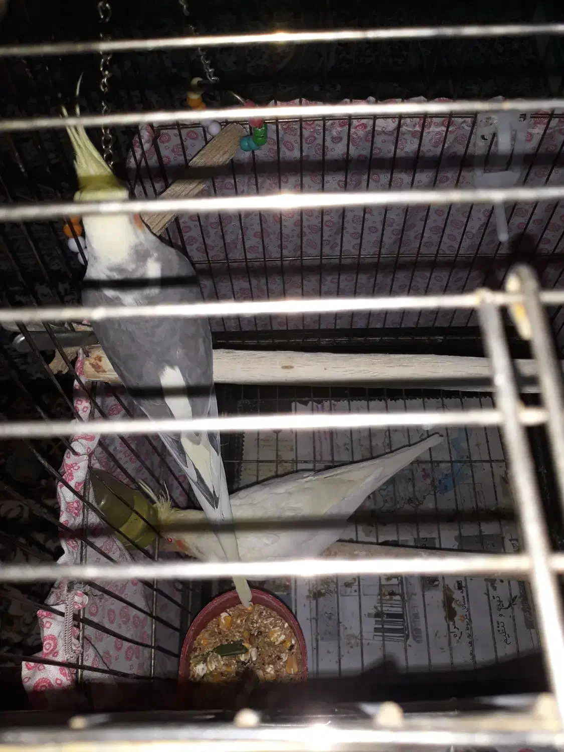 عروس هلندی مولد|پرنده|فرخ‌شهر, |دیوار