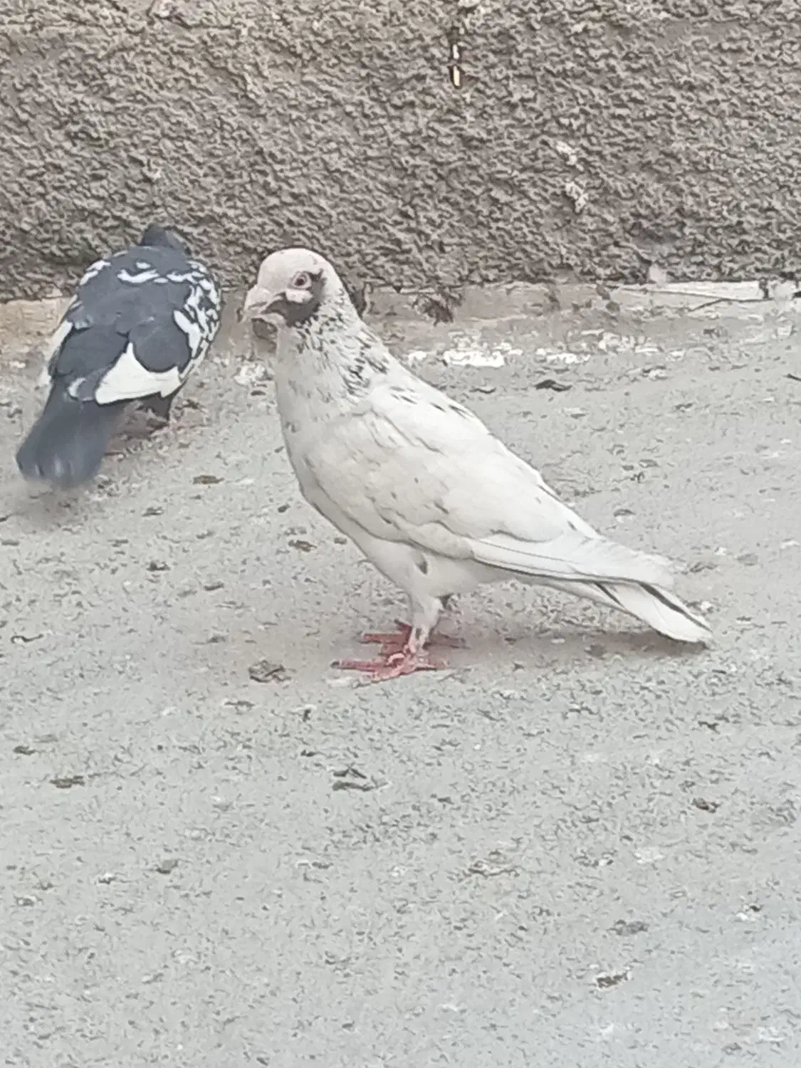 پرندع کبوتر|پرنده|شیروان (خراسان), |دیوار