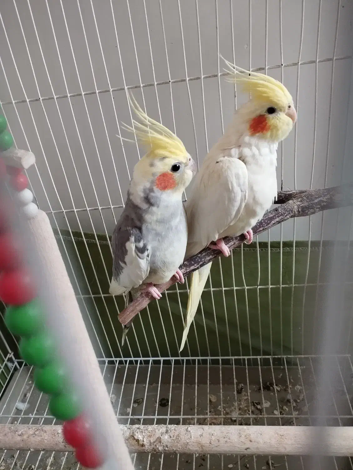 عروس هلندی|پرنده|ری, سیزده آبان|دیوار