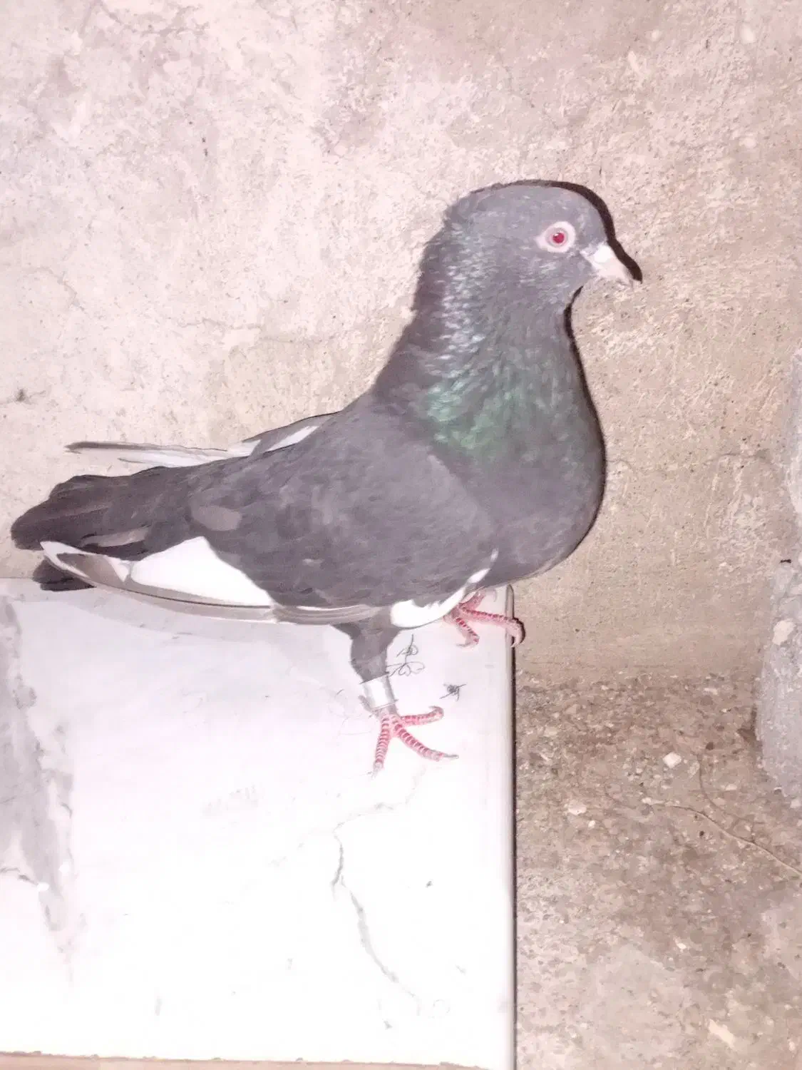 سرخ|پرنده|شیراز, جوادیه|دیوار