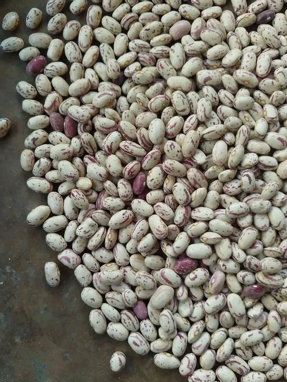 لوبیا چیتی|خوردنی و آشامیدنی|بهار, |دیوار