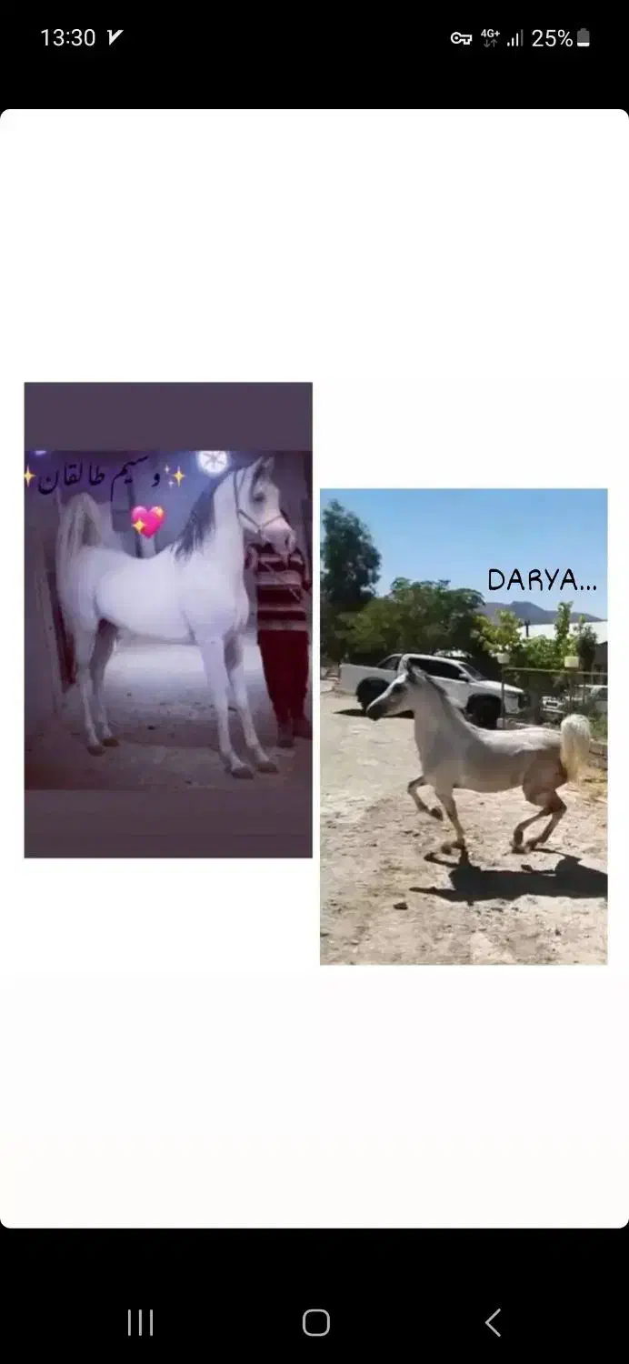 مادیان عرب و بومی|اسب و تجهیزات اسبسواری|رفسنجان, |دیوار